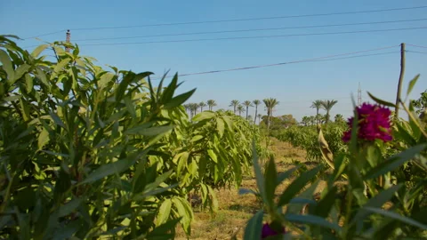 Green mango trees grow under blue sky, with a magenta flower in front Видео 307349774