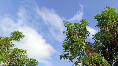 Green mango trees Stock Photos