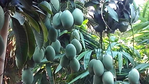 Green mango tropical fruit on the tree Video stock 118578071