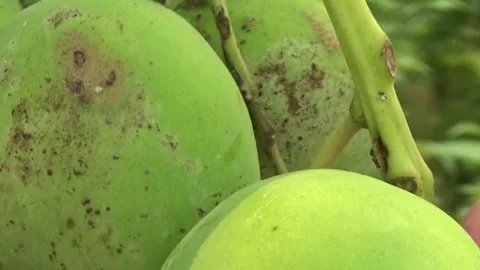 Green mangoes are on the tree Stock Footage 332652101