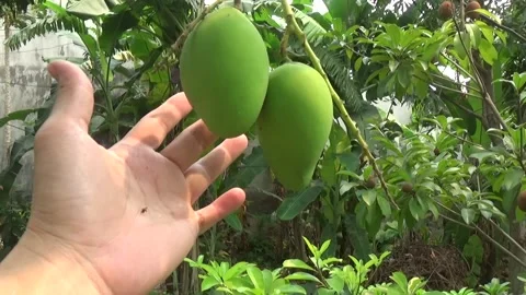 Green mangoes are on the tree Stock Footage 332652111