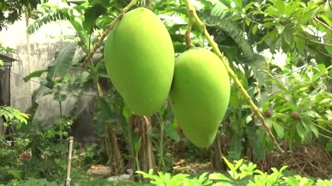 Green mangoes are on the tree Stock Footage 332652144