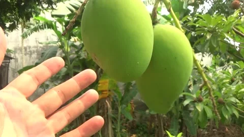Green mangoes are on the tree Stock Footage 332652152