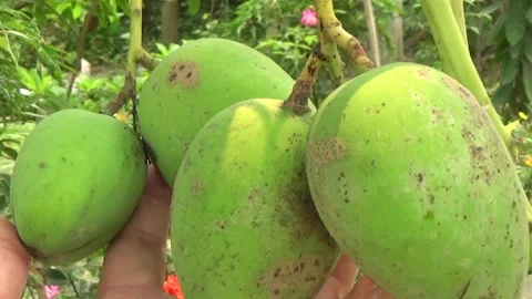 Green mangoes are on the tree Stock Footage 332652171