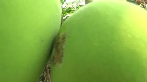 Green mangoes are on the tree Stock Footage 332652173