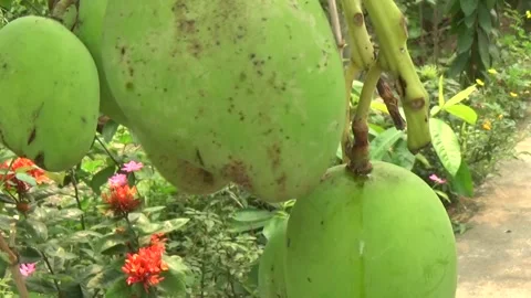 Green mangoes are on the tree Stock Footage 332652211