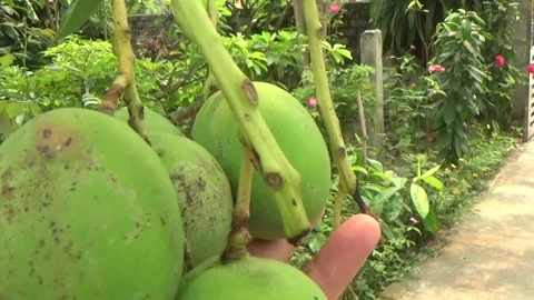 Green mangoes are on the tree Stock Footage 332652218