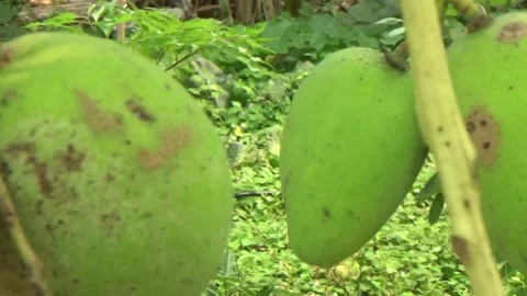 Green mangoes are on the tree Stock Footage 332652230
