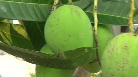 Green mangoes are on the tree Stock Footage 332652236