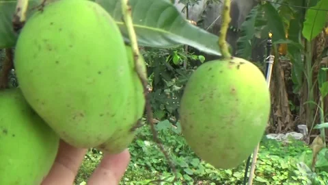 Green mangoes are on the tree Stock Footage 332652238