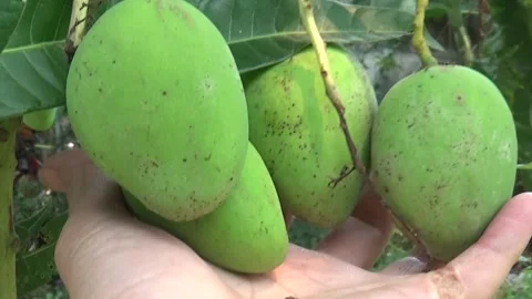 Green mangoes are on the tree Stock Footage 332652252