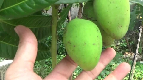 Green mangoes are on the tree Stock Footage 332652255