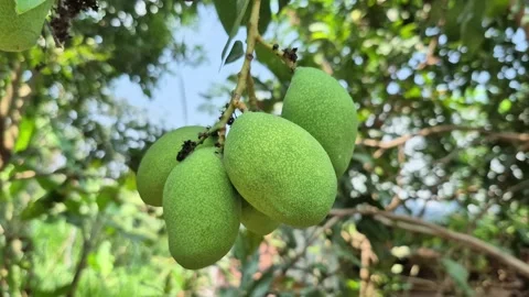Green mangoes Stock Footage 316994453