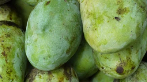 Green Mangoes 스톡 동영상 340770523