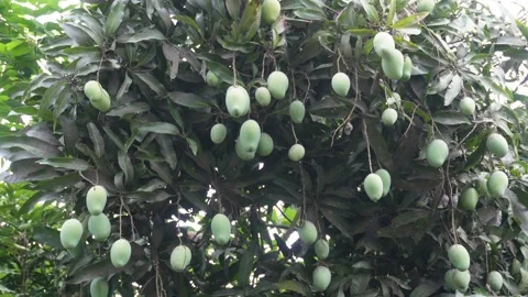 Green mangoes Vídeo Stock 344249877