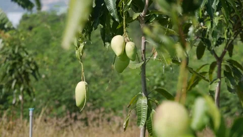 Green mangoes hang on leafy branches in an orchard with a soft blurred backgroun Vídeo Stock 339279942