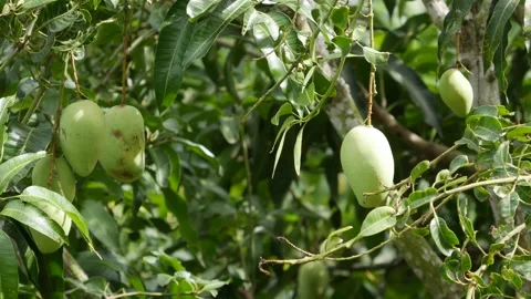 Green mangoes hang on a leafy tree in a lush garden, surrounded by dense green f Stock Footage 343708044