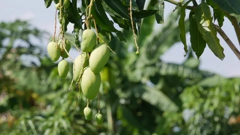 Green mangoes hang on a tree in a fruit orchard with lush green plants in the ba Stock Footage 338001745