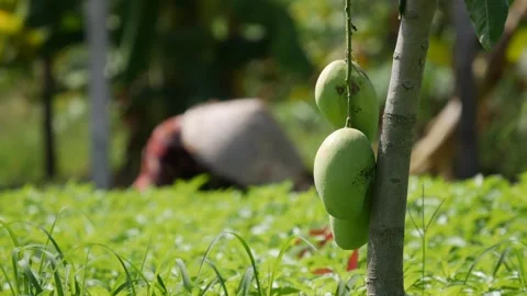 Green mangoes hang on a tree in a lush orchard, with a person working in the bac Stock-Footage 340890431