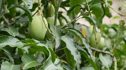 Green mangoes hanging on a leafy tree in a lush orchard. Fruit cultivation. Stock Footage 341111699