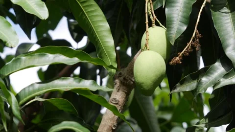 Green mangoes hanging on a leafy tree in lush green foliage outdoors. Growth sta Stock-Footage 341394958