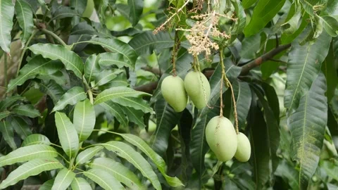 Green mangoes hanging on a leafy tree in a dense green orchard canopy. Natural g 스톡 동영상 341567938