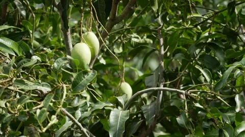 Green mangoes hanging on a leafy tree in a dense garden canopy. Orchard growth. Stock-Footage 341952434