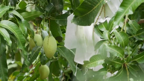 Green mangoes hanging on a leafy tree, with the fruit covered in white protectiv Stock Footage 342515687
