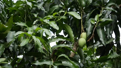 Green mangoes hanging on a leafy tree branch with dense green foliage in the bac Stock Footage 344777089
