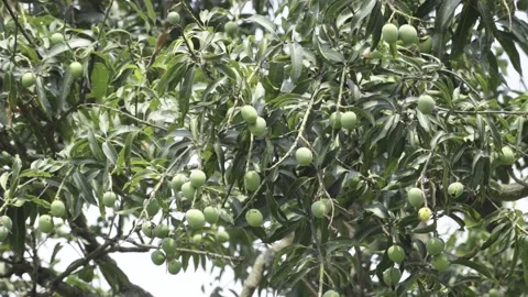 Green mangoes hanging from mango tree branches Stock Footage 134669693