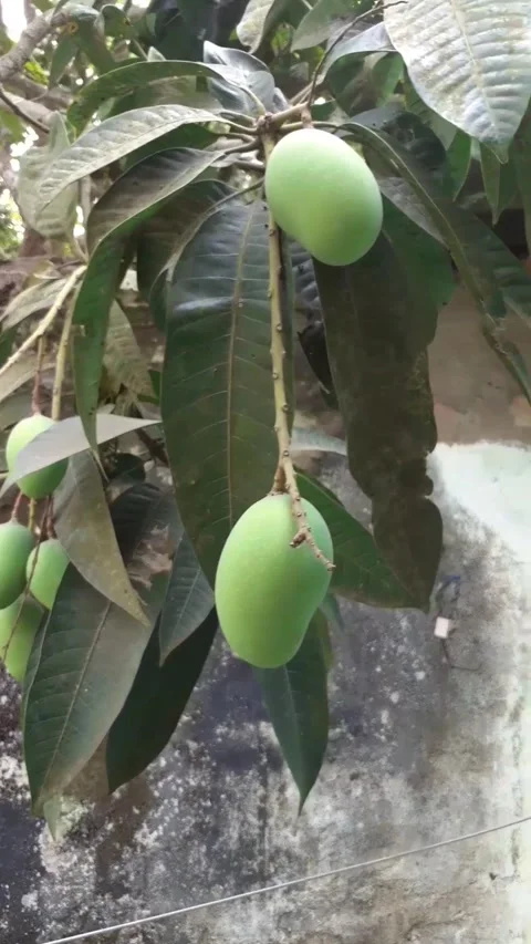 Green Mangoes hanging on the Mango Tree Stock Footage 188490781