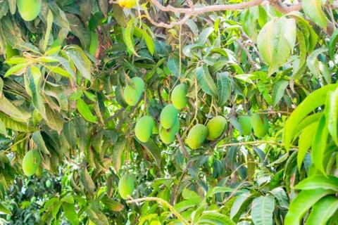 Green mangoes hanging on a mango tree Stock Photos