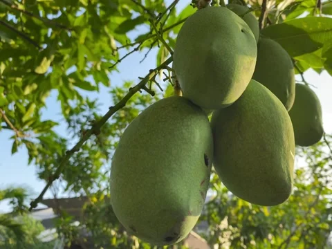 Green mangoes hanging on the tree. Stock Footage 322022742