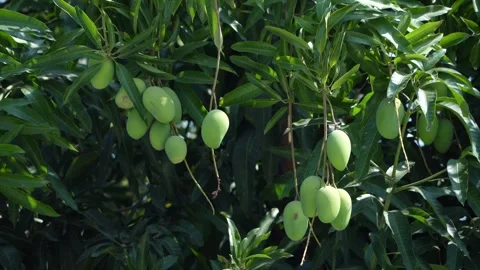 Green Mangoes Hanging on Tree Stock Footage 324388918