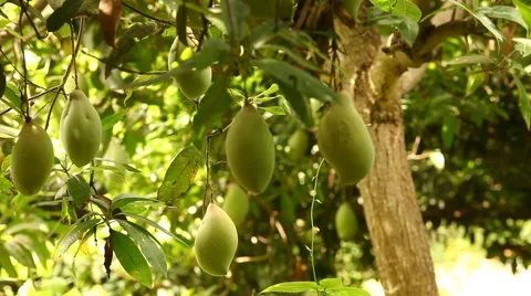 Green mangoes on mango tree Stock Footage 51726798