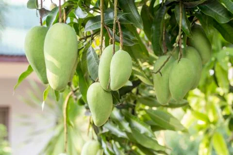 Green Mangoes on the mango tree Stock Photos