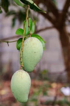 Green mangoes Stock Photos