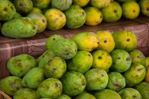Green mangoes Stock Photos