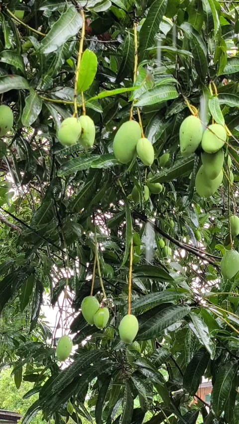 Green Mangoes on Tree Branches with Leaves in Rainy Daylight Stock Footage 317806966