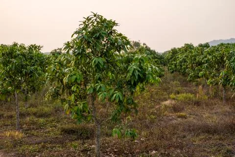 Green mangoes on the tree. Mango trees growing in a field in Asia. Mangoes fruit Stock Photos