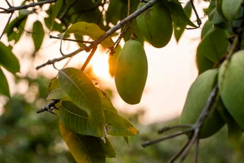 Green mangoes on the tree. Mango trees growing in a field in Asia. Mangoes fruit Stock Photos