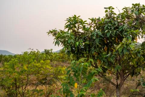 Green mangoes on the tree. Mango trees growing in a field in Asia. Mangoes fruit Stock Photos
