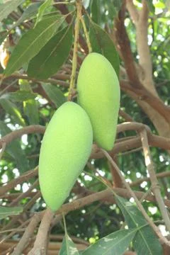 Green mangoes on the tree. Stock Photos