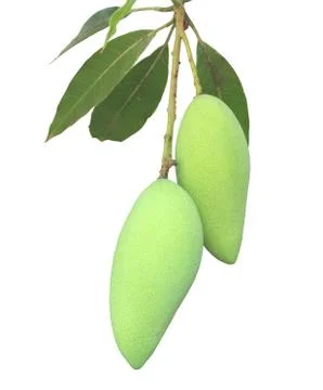Green mangoes on the tree. Stock Photos