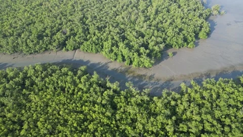 A green mangrove forest with a river running through it Vidéo 314389748