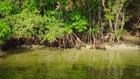 Green mangrove tree roots grow in shallow rippling water near a sandy shore. Stock Footage 341701106