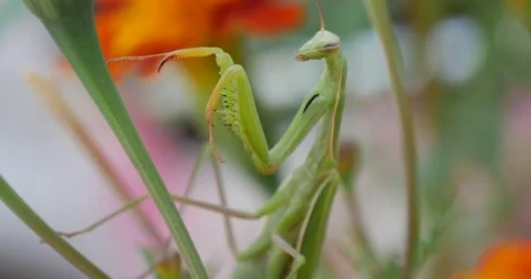 Green Mantis is Climbing by th Green Stalk Praying Mantis Mantis Religiosa Is Stock Footage 53830384