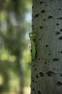 A green mantis climbing tree with its dance Fotos Stock