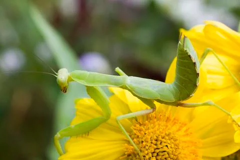 Green mantis is coming Stock Photos