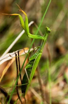 Green mantis crawling on a branch. Close up. Macro photo of nature and insects Stock Photos